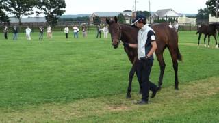 49プチノワールの16 シルク募集馬ツアー