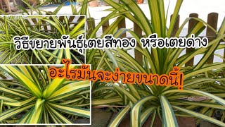 วิธีการขยายพันธ์ุต้นเตยสีทอง หรือเตยด่าง แบบง่ายม้าก | : Pandanus tectorius Pakinson ex Du Roi