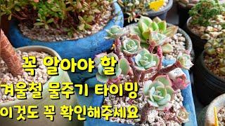 겨울철 물주기 타이밍? 겨울 물주기 전에 다육이  '이것'을 꼭 확인해주세요