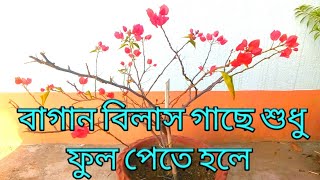 বাগানবিলাস গাছে পাতা ছাড়া প্রচুর ফুল পাওয়ার পদ্ধতি।। Get more flower in bougainvillea plant..