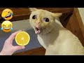 Funny Cat Video Compilation😂World's Funniest Cat Videos😂Funny Cat Videos Try Not To Laugh😻Part 14