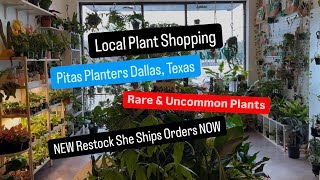 Big Box Store Plant Shopping Alternative Shop Local Plant Shop PIta's Planters Dallas Texas