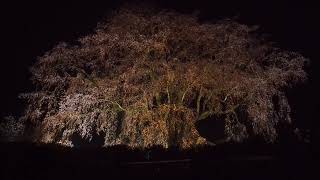 湯の山温泉しだれ桜　雨の日のライトアップ　20210320