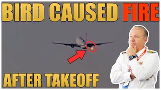 Delta 737 Loses Engine After Bird Strike at LAX — Pilots Declare Emergency
