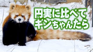 【レッサーパンダ】円実に比べてギンちゃんたら　January - March , 2016　Red Panda GIN at Maruyama Zoo