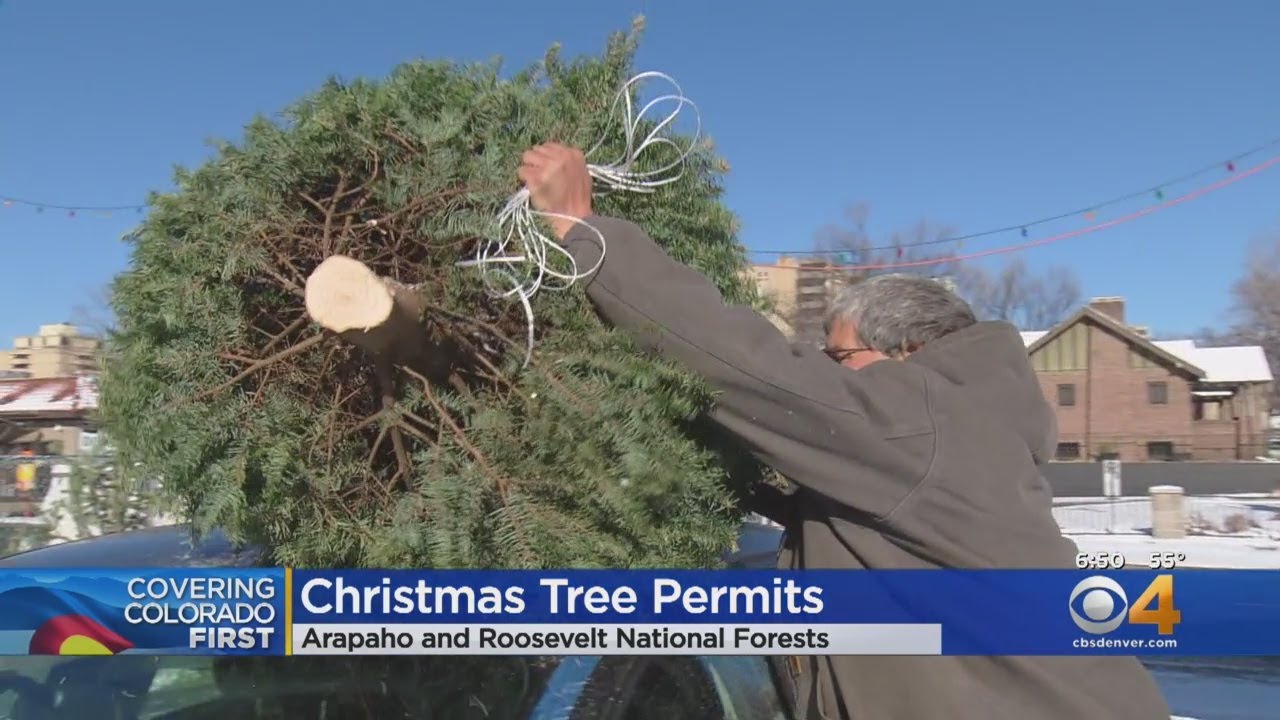 Permits For Cutting Christmas Trees Online Now At USFS. - YouTube