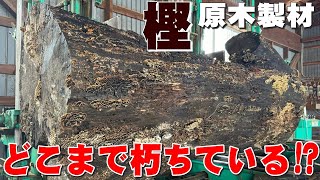 【ボロボロの樫の木】　岩手県産の樫シラカシ原木から一枚板を製材しました。【木の店さんもく】Japanese Quercus myrsinaefolia Sawing