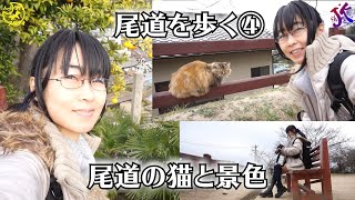 尾道を歩く④尾道の猫と景色