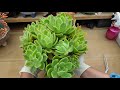 살구빛으로 물이드는 골든글로우 키우기多肉植物.succulent plant다육식물