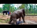 ഒരു ആനയുടെ അവസാന നിമിഷങ്ങൾ. the last moments of an elephant..