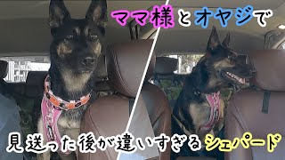 ママ様とオヤジで駅まで送った後の違いが激しすぎるシェパード犬【German Shepherd】 My Dog Says Good-Bye To Her Owner Very Differently