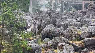 Arctic Foxes being vocal