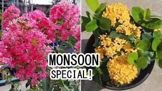 15 BEST Plants To GROW In JULY-AUG or In MONSOON