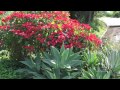 poinsettias from the ground up