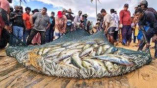 Wow! Million Of Fish Hauled Ashore | Traditional Seine Net Fishing