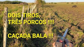 Dois tiros, três porcos!!! Caçada bala!!!