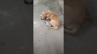 என் வாழ்க்கைல ஒரே ஒரு தடவை #animalllover #shortsfeed #duppingtamil #funny #petsworld #comedy #dog