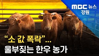 [리포트] "소 값 폭락'...울부짖는 한우 농가  20230129