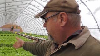 A look at our Hydroponic Lettuce House today! January 10th 2017