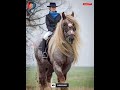 🤯 என்னய்யா இது குதிரை இவ்வளவு பெருசா இருக்கு 😱 shorts animals horse voiceofmrjack