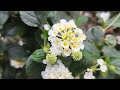 植物小知識51~馬纓丹~（lantana camara）