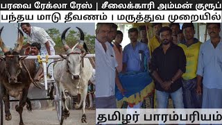 பரவை சீலைக்காரி‌ அம்மன் ரேக்லா ரேஸ்‌ | பந்தய மாடு பராமரிப்பு ‌Part -1