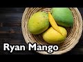 Truly Tropical Mango Varieties- ‘Ryan’