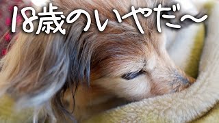 【18歳と15歳老犬カニンヘンダックスVlog】わがままになってきた１８歳　なかなか言うことを聞いてくれません