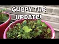 Guppy Pond Update Guppy Tub Outside Guppy Tubs Breeding Guppies outside Molly Tub Fish Room VLOG