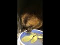 young beaver eating