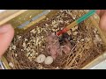 hand feeding baby birds in the nest 🐣