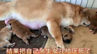 小柴犬刚出生3天，结果被挤压死了一只，狗妈妈伤心的一动不动！