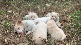 “Heart-stopping rescue: Exhausted mother dog and helpless puppies rescued from abandoned landfill