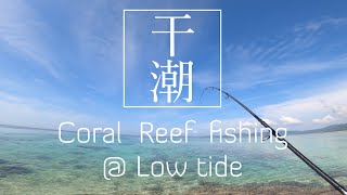 【石垣島Vlog】Coral Reef Fishing @ Low tide