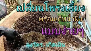 การเลี้ยงผึ้งโพรงป่า🐝เปลี่ยนโพรงผึ้ง แบบง่ายๆ ลุงวัตร..เกิเมิน