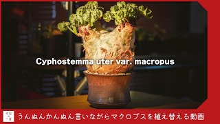 マクロプスを植替えながら鉢や化粧石の選び方や個人的なこだわりを話す【アガベ・多肉・塊根】