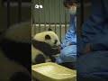 熊猫宝宝又来上爬栏杆课啦 奶妈还奖励摸摸~ cuteanimals panda shorts