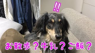 言葉に反応する姿が可愛いダックスフンドとラブラドールレトリバーのミックス犬くう