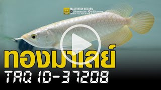 ปลามังกร ทองมาเลย์ 7นิ้ว หางใหญ่ แน่นมาก เลขชิพ 37208