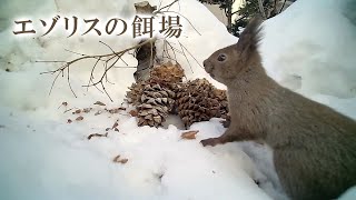 【エゾリスと野鳥の餌場】 2023/03/12 Squirrel Bird Live Camera