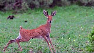 Interesting facts about steenbok by weird square