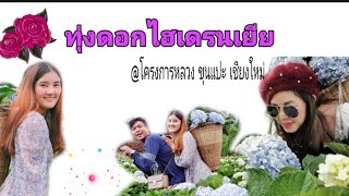 ชมทุ่งดอกไฮเดรนเยีย โครงการหลวงขุนแปะ เชียงใหม้ | NANOUK VLOG