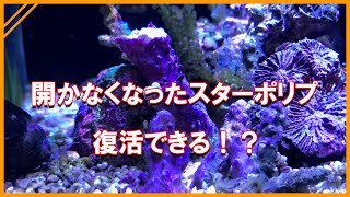 開かなくなったスターポリプ　復活できる！？