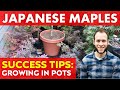 How to Grow Healthy Japanese Maple Trees in Pots | Long Term Success