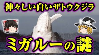 【ゆっくり解説】幻の白鯨！あまりにも神々しい白いザトウクジラ　ミガルーの謎！