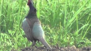 野鳥観察　キジの雄たけび