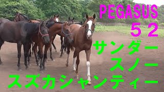 PEGASUS52（サンダースノー×スズカシャンティー）2023年夏