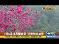 杉林溪樁寒櫻盛開 河面倒映美景 【民生八方事】 2023022508 @gtvnews27