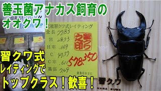 ＃オオクワガタ（昆虫）善玉菌アナカス飼育のオオクワガタが「習クワ式レイティング」でトップクラス！