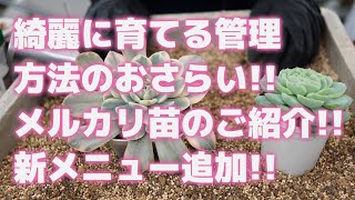 【多肉植物】綺麗に育てる管理方法のおさらい!!メルカリ苗のご紹介!!新メニュー追加!!【succulent】トロピカルガーデン